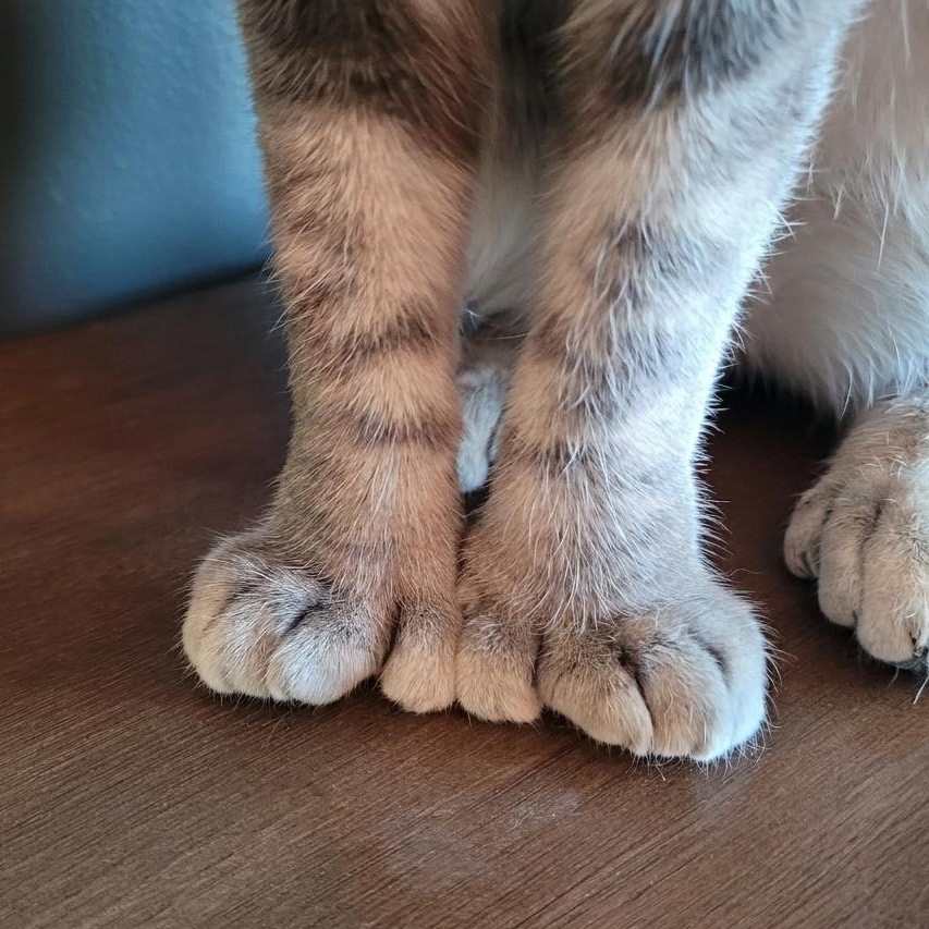 Thumbelina ( Polydactyl ), a ADOPTABLE Domestic Short Hair in Indianapolis, IN image 6/6