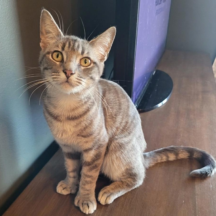 Thumbelina ( Polydactyl ), a ADOPTABLE Domestic Short Hair in Indianapolis, IN image 3/6