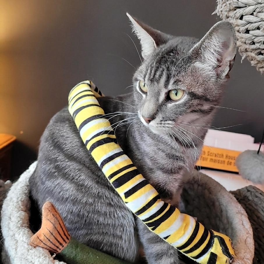 Thumbelina ( Polydactyl ), a ADOPTABLE Domestic Short Hair in Indianapolis, IN image 4/6