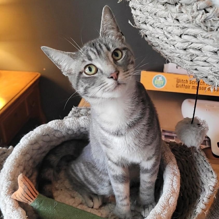 Thumbelina ( Polydactyl ), a ADOPTABLE Domestic Short Hair in Indianapolis, IN image 2/6