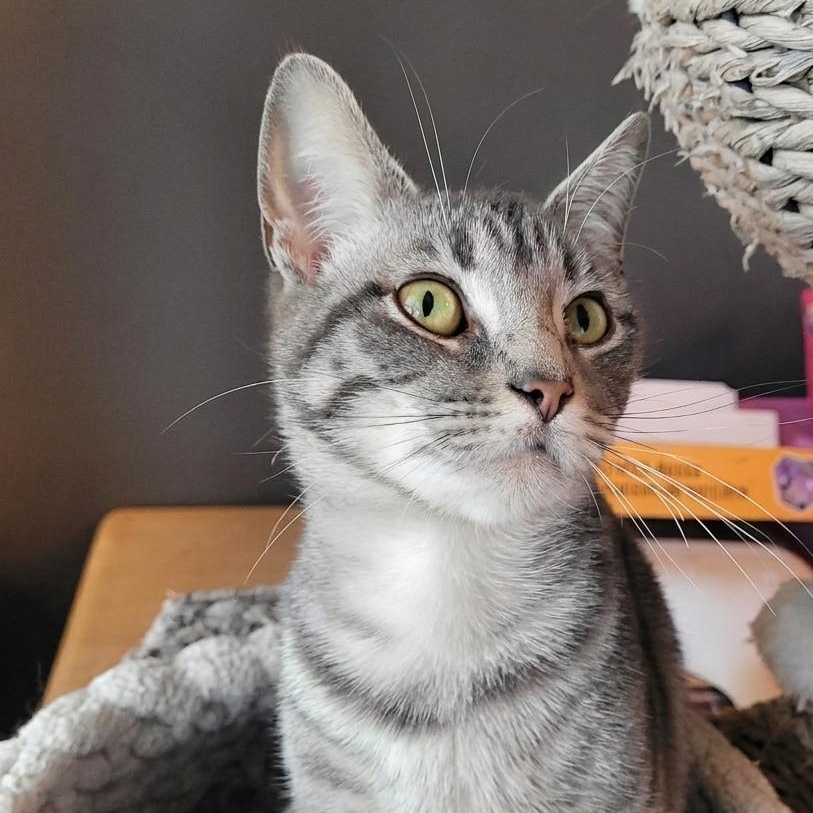 Thumbelina ( Polydactyl ), a ADOPTABLE Domestic Short Hair in Indianapolis, IN image 5/6