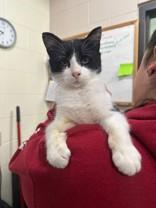 Enlarge Juneau, a ADOPTABLE Domestic Short Hair in Manitowoc, WI image 1/1