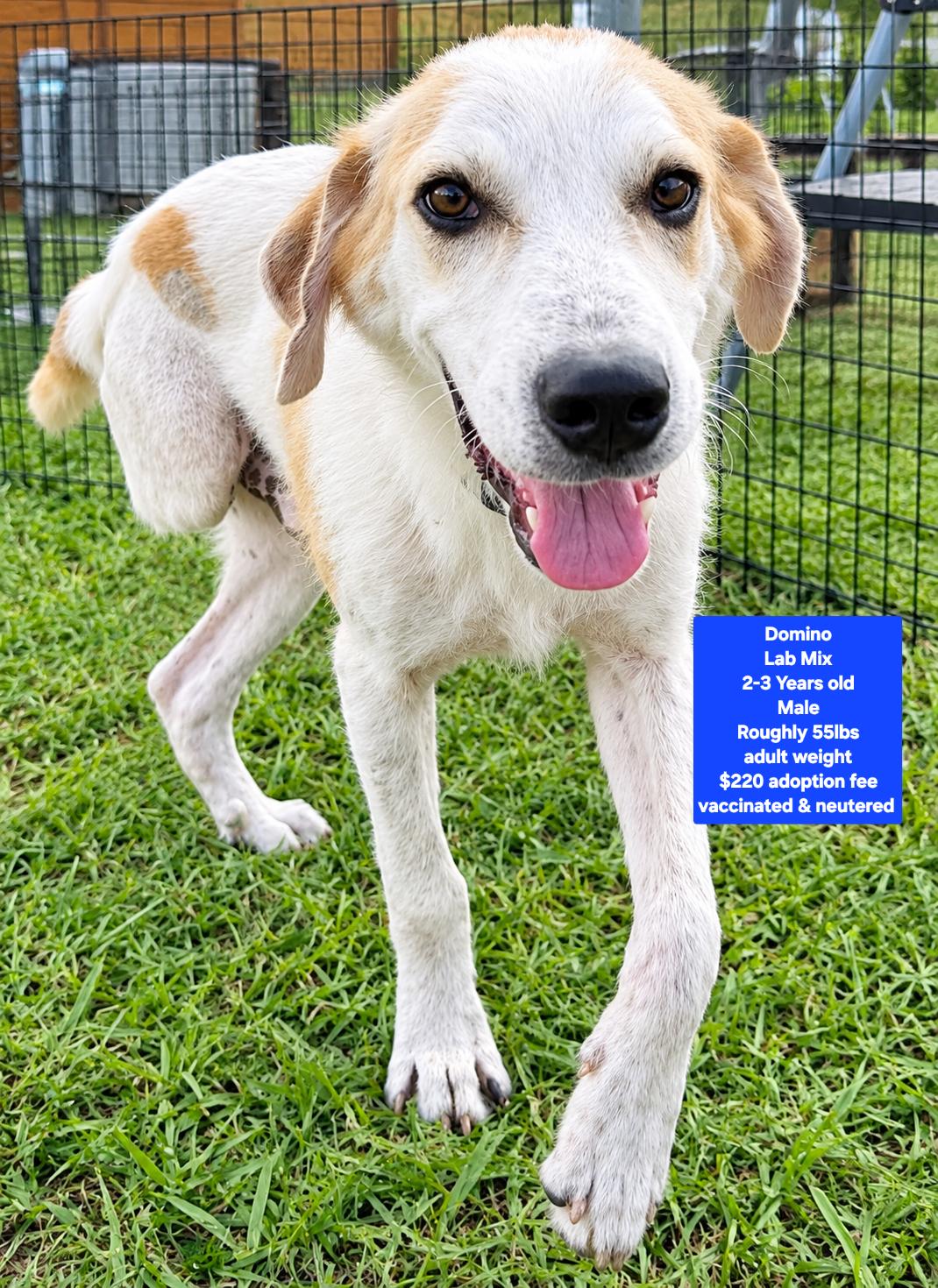 Domino, Adopted, Adult Male Labrador Retriever.