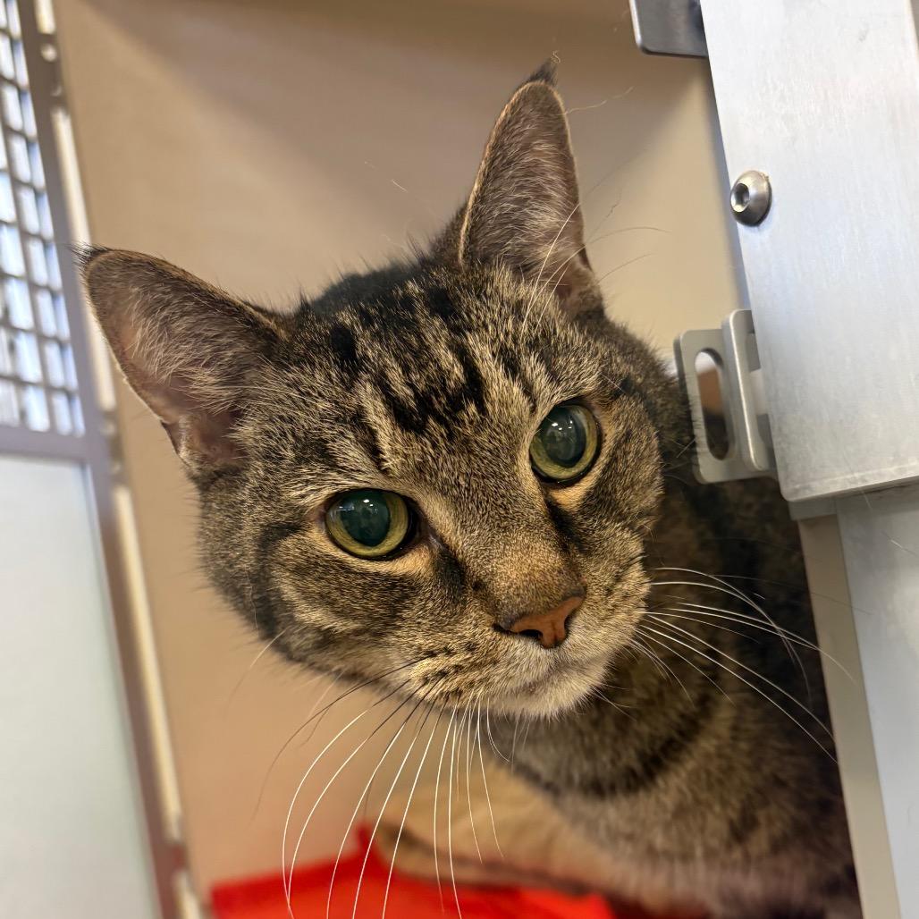 Enlarge Wubbzy, a Adoptable Domestic Short Hair in Rifle, CO image 1/6