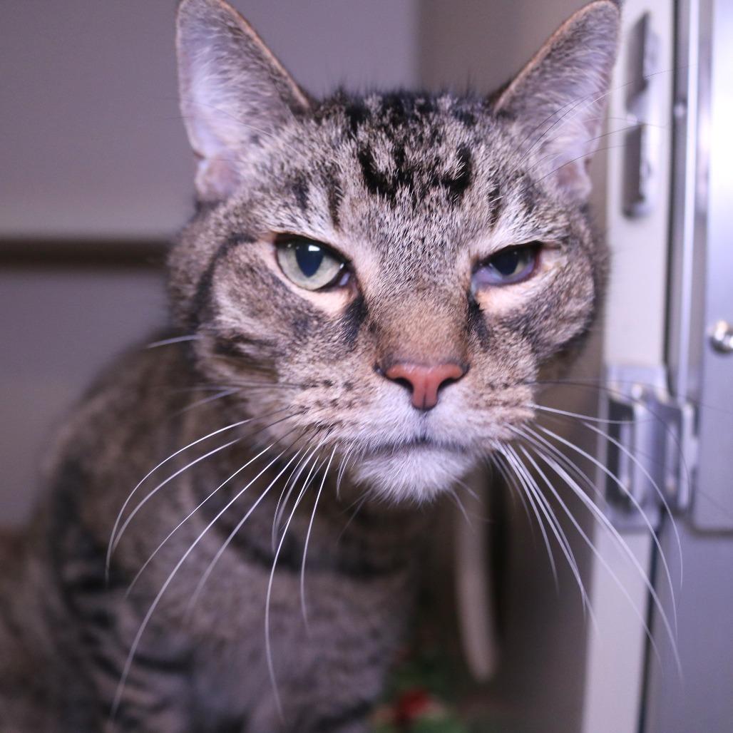 Enlarge Wubbzy, a Adoptable Domestic Short Hair in Rifle, CO image 2/6
