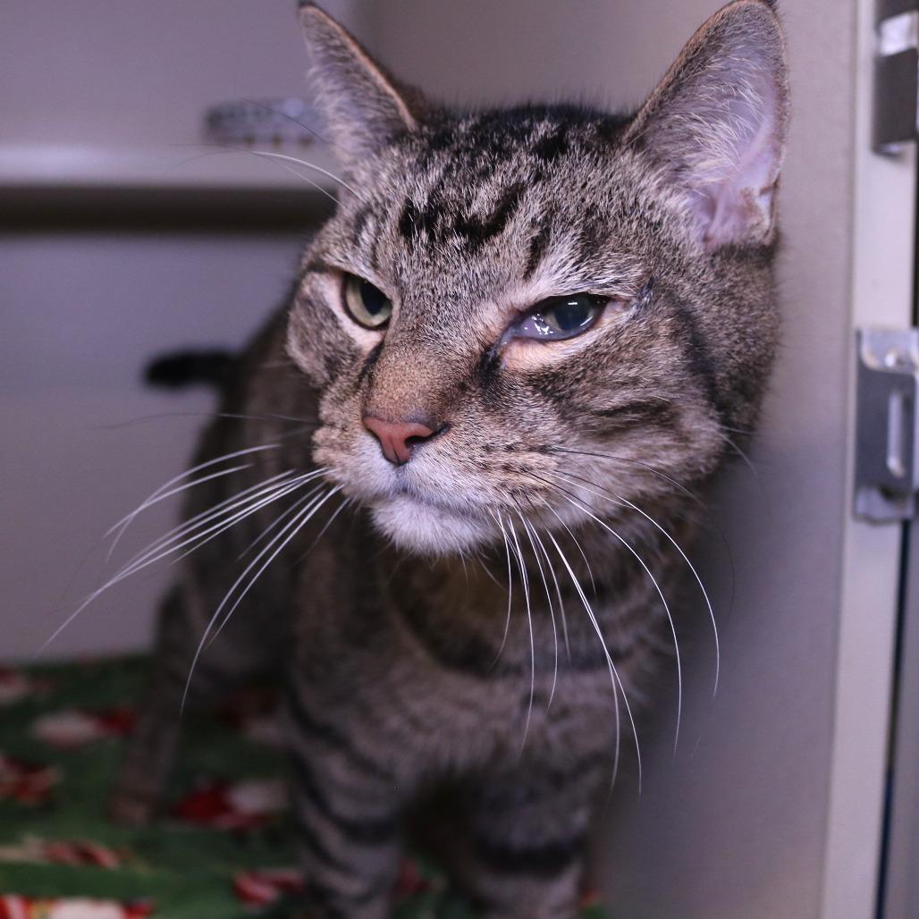 Enlarge Wubbzy, a Adoptable Domestic Short Hair in Rifle, CO image 3/6