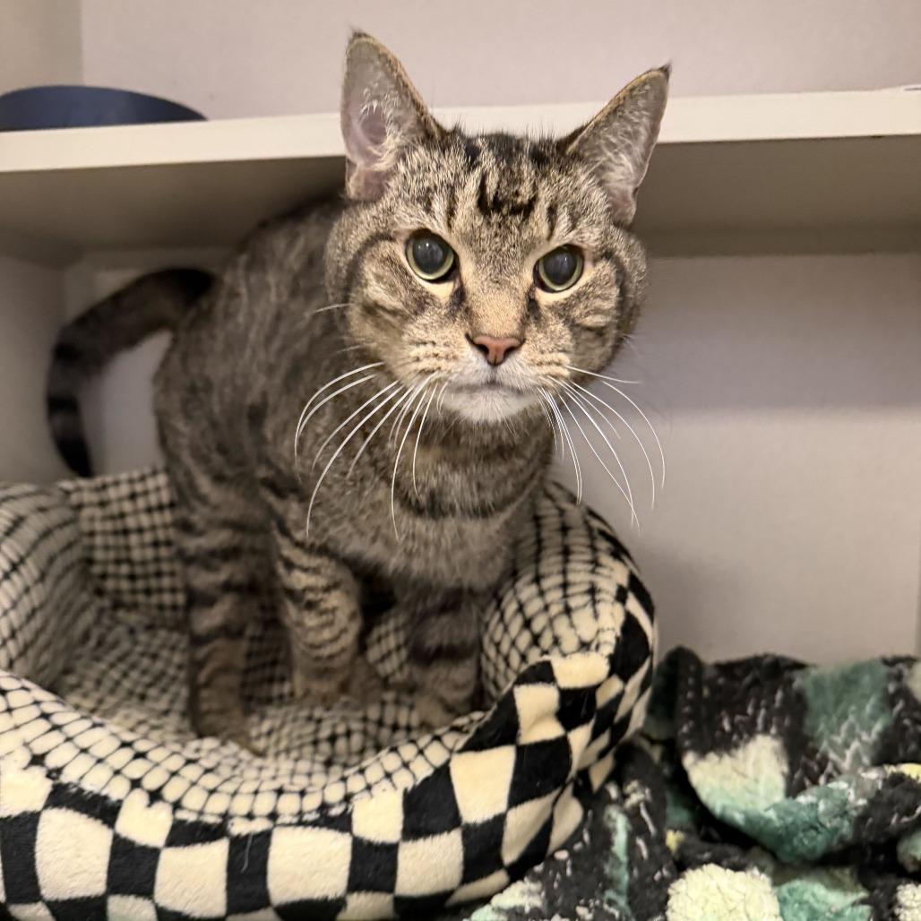 Enlarge Wubbzy, a Adoptable Domestic Short Hair in Rifle, CO image 4/6