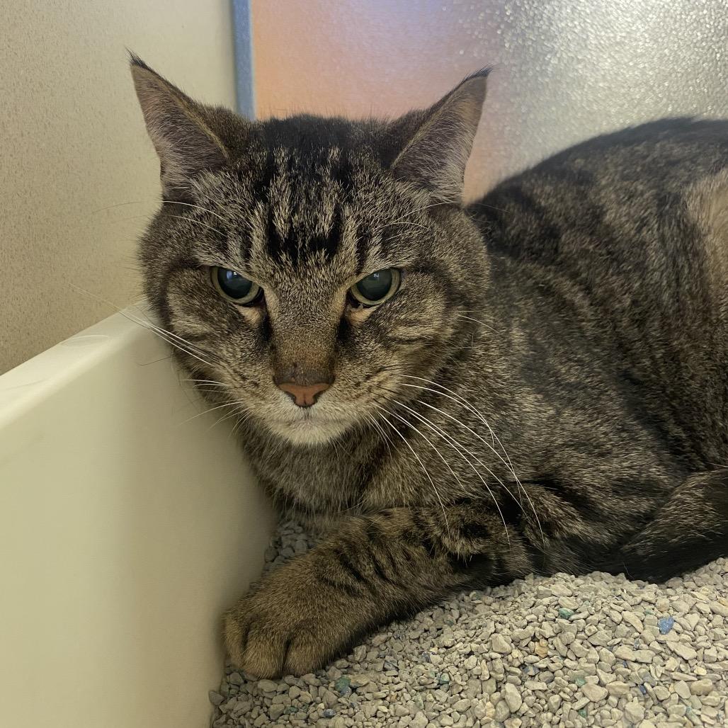 Enlarge Wubbzy, a Adoptable Domestic Short Hair in Rifle, CO image 5/6