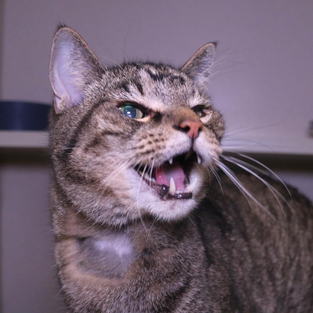 Enlarge Wubbzy, a Adoptable Domestic Short Hair in Rifle, CO image 6/6