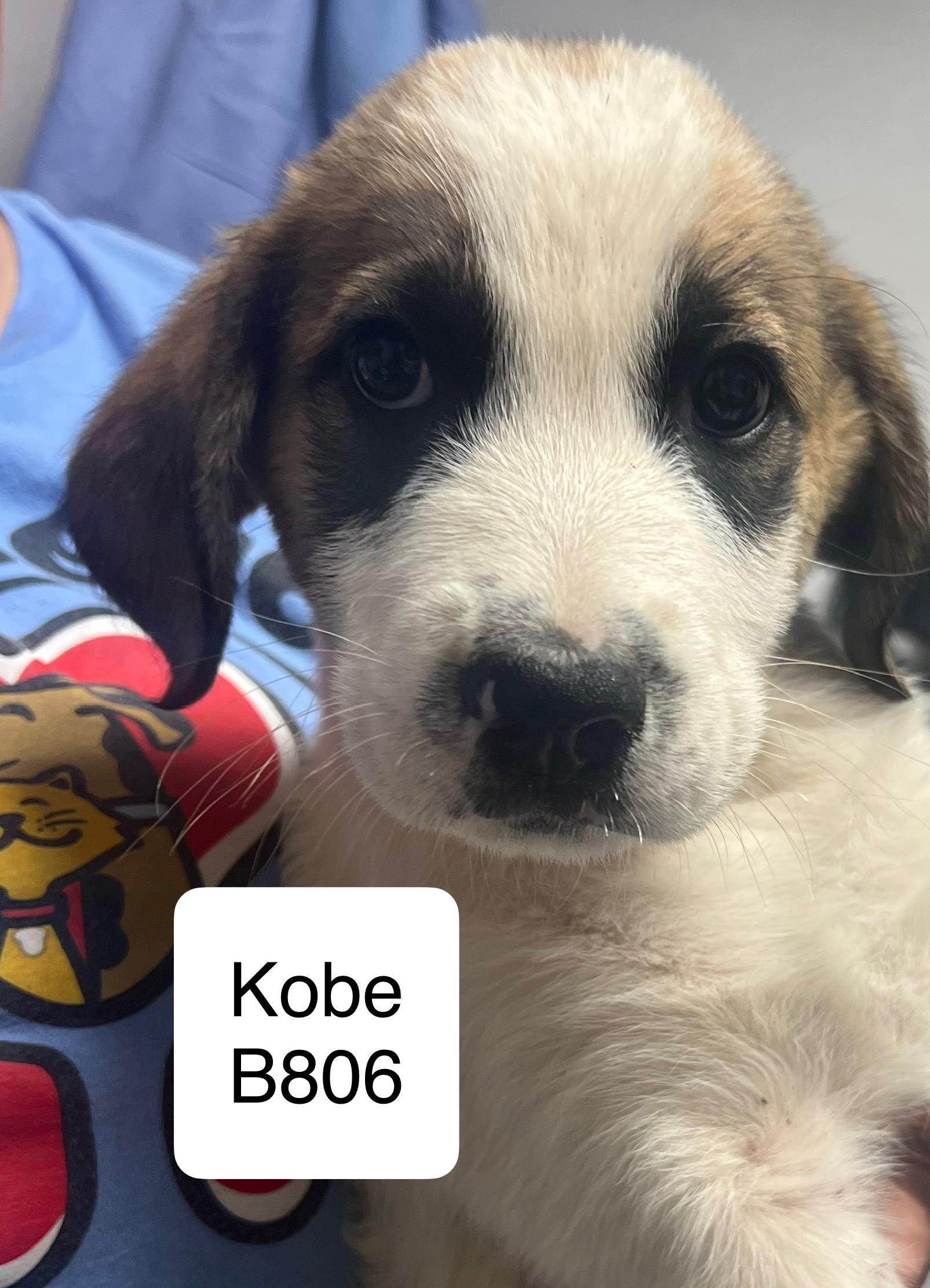 Kobe, an adoptable Briard, Great Pyrenees in Morganton, NC, 28655 | Photo Image 1