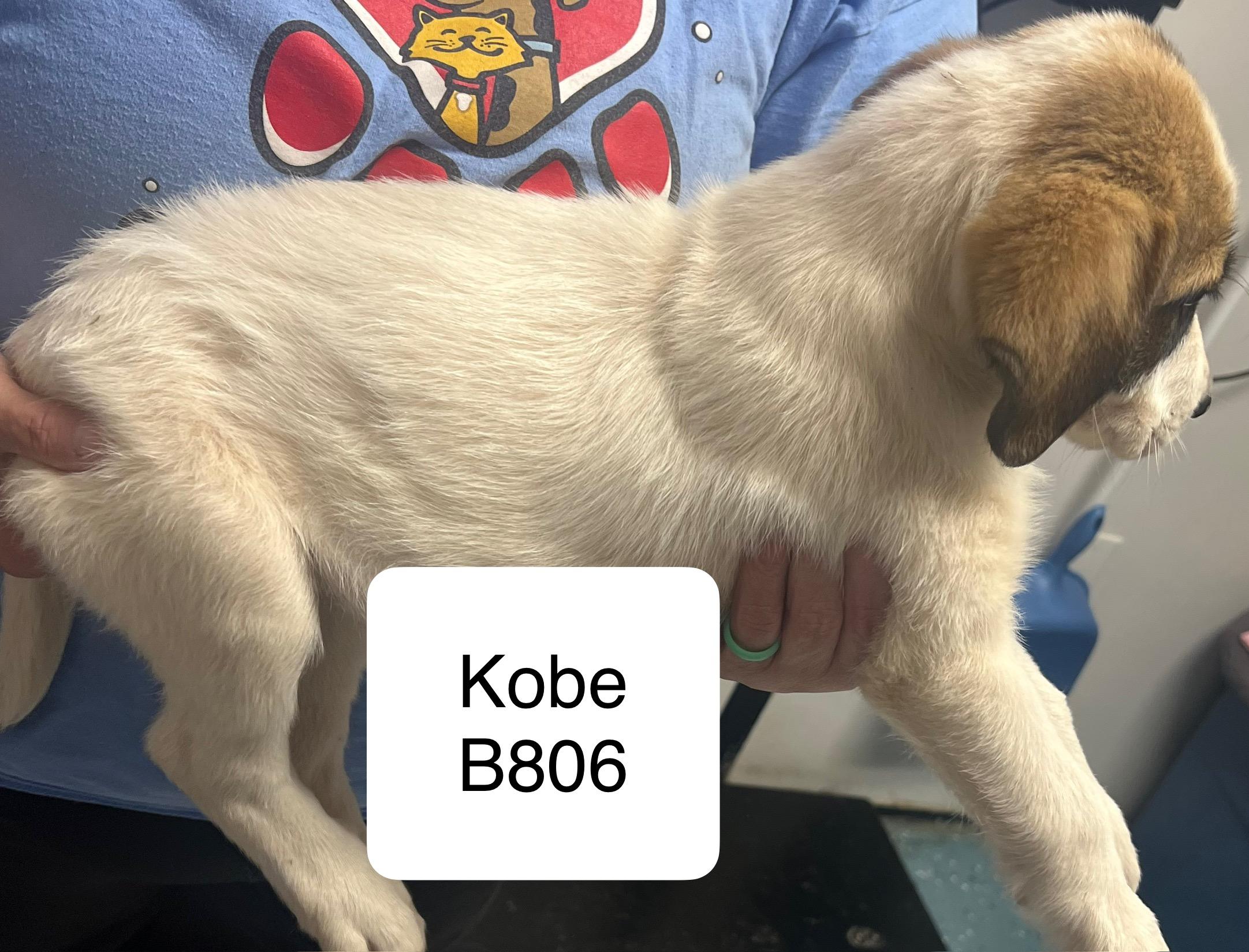 Kobe, an adoptable Briard, Great Pyrenees in Morganton, NC, 28655 | Photo Image 2