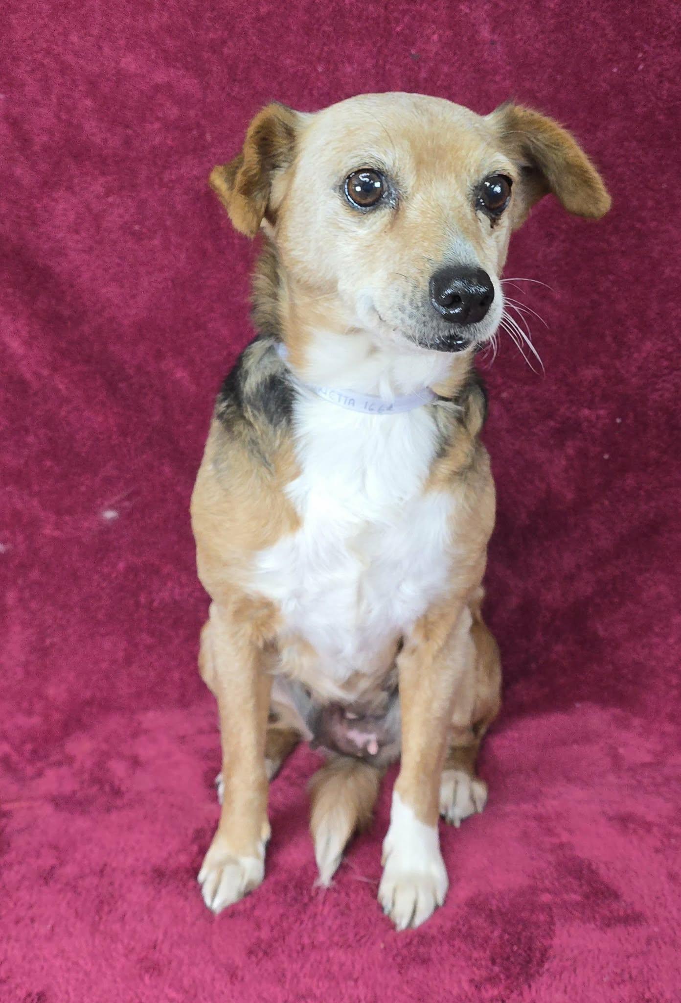 Henrietta thumbnail 2