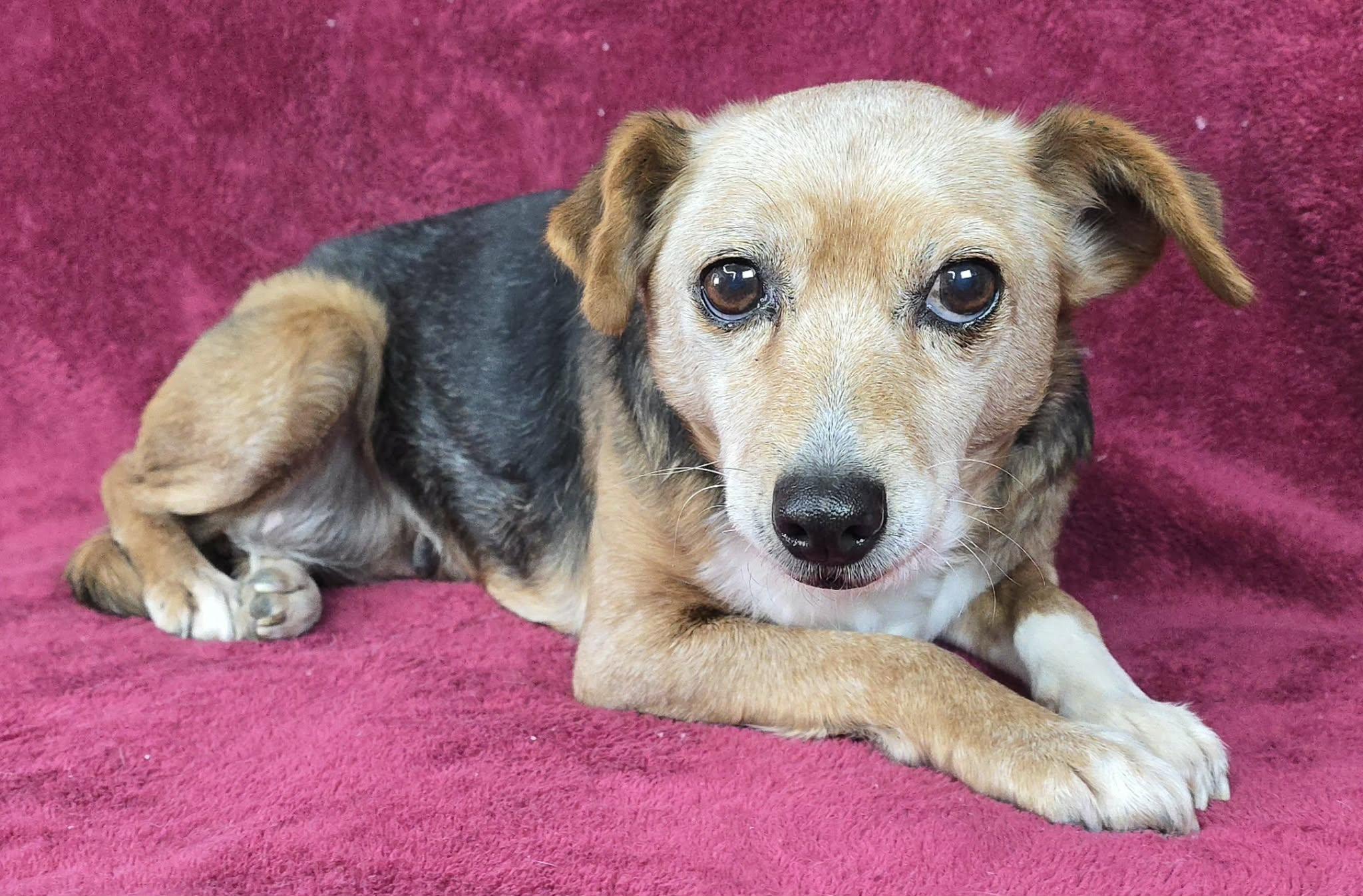 Henrietta thumbnail 3