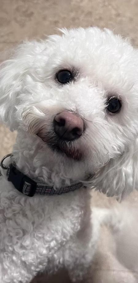 Leo, adopted, Young Male Bichon Frise.