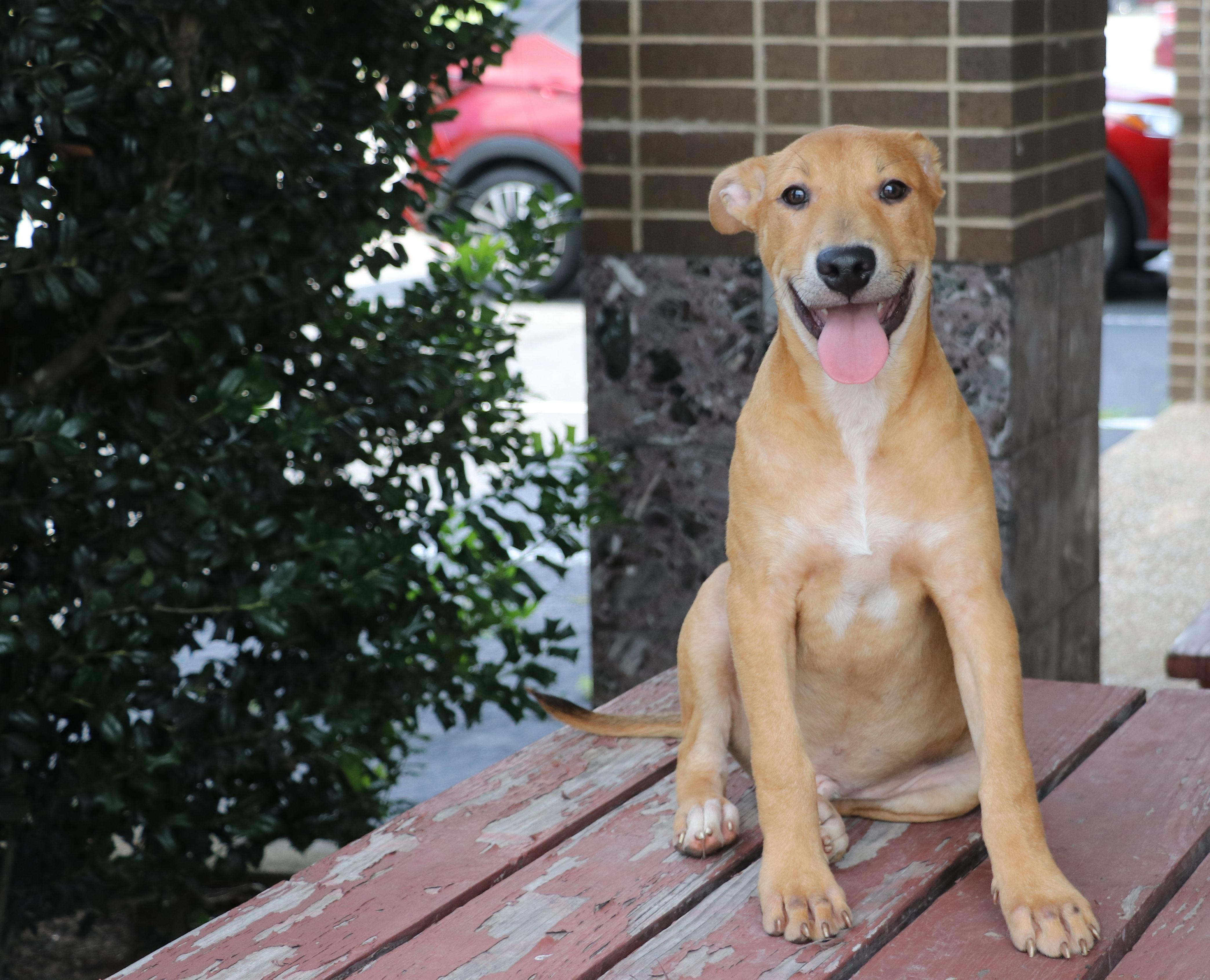 Jimmy Dugan, Baby Male Labrador Retriever