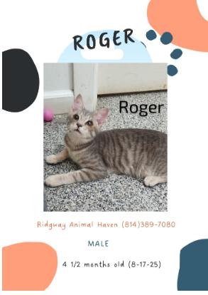 Enlarge Roger, a Adoptable American Shorthair in Ridgway, PA image 1/1