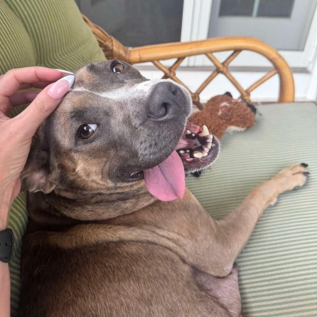 Maple, a Adoptable mixed breed in Griswold, CT image 1/6
