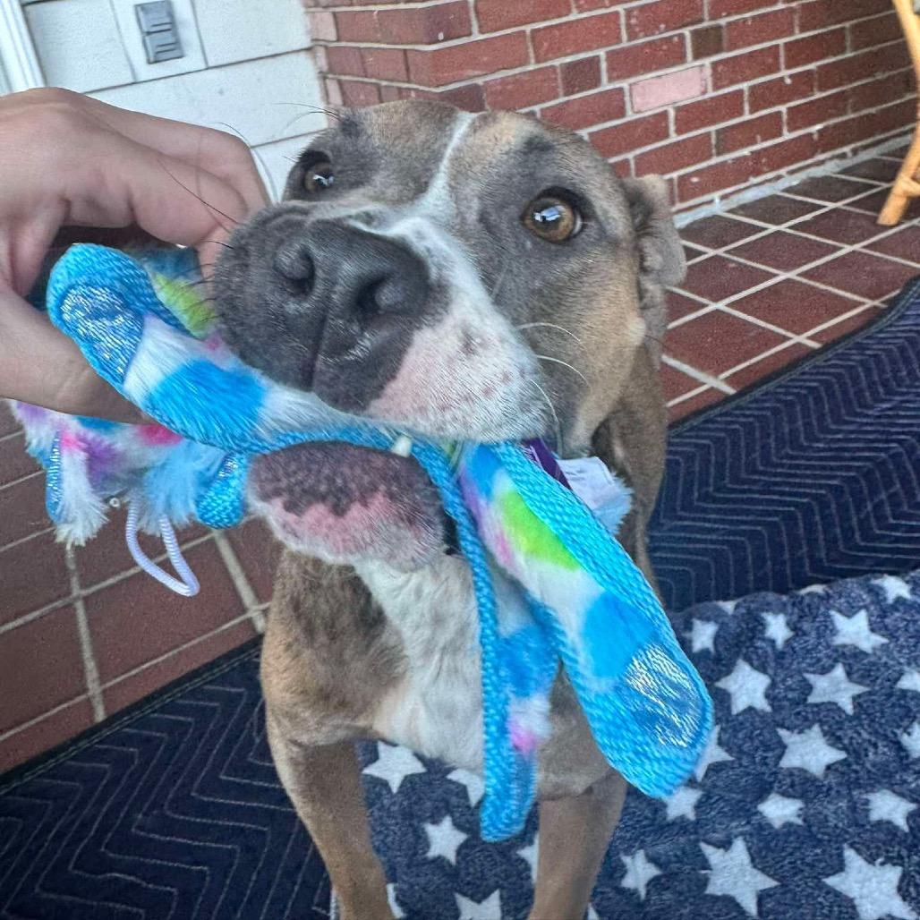 Maple, a Adoptable mixed breed in Griswold, CT image 2/6