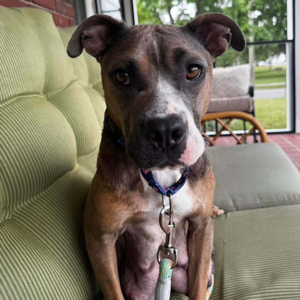 Maple, a Adoptable mixed breed in Griswold, CT image 6/6