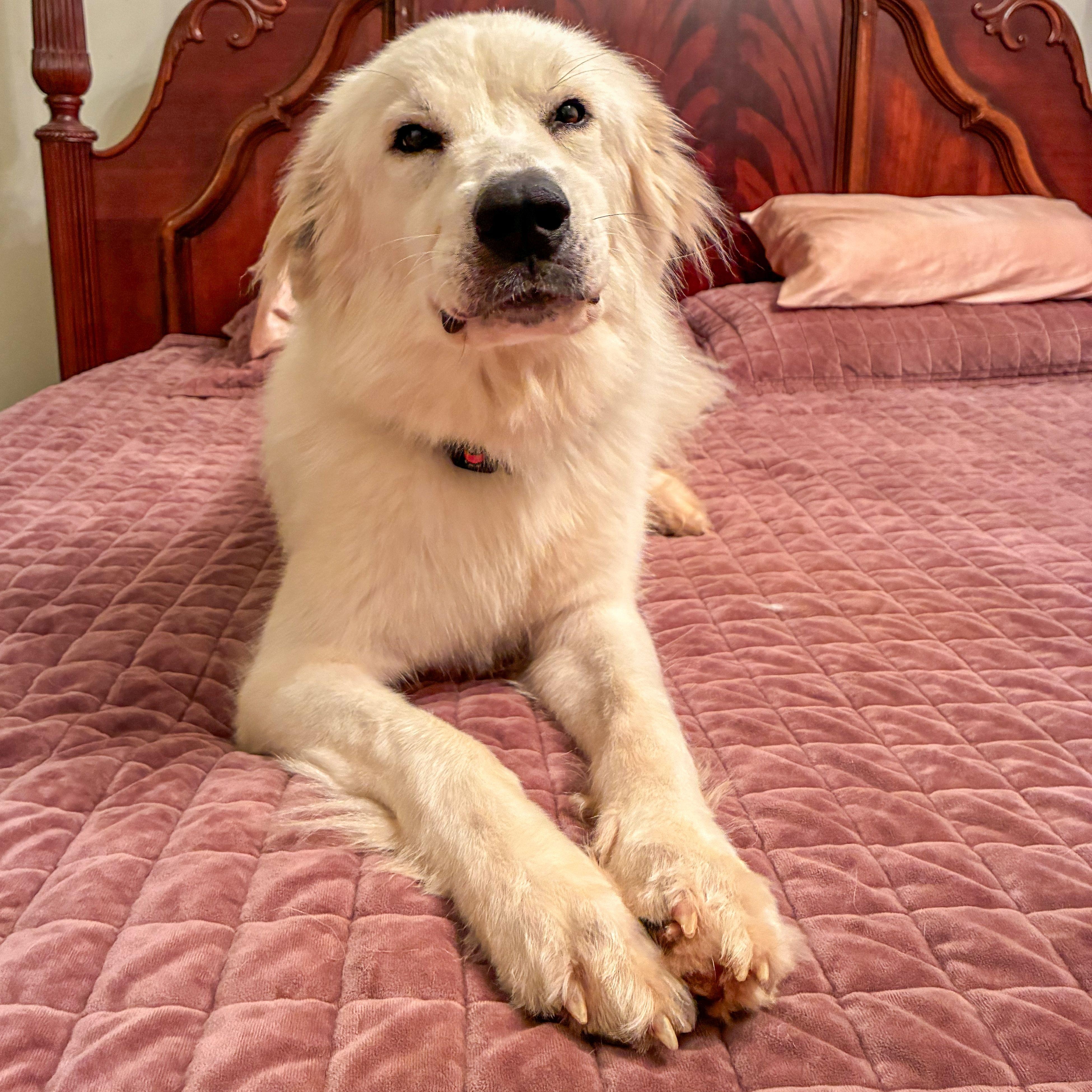 Enlarge Patty Mae, an adopted Great Pyrenees in Atlanta, GA image 1/1
