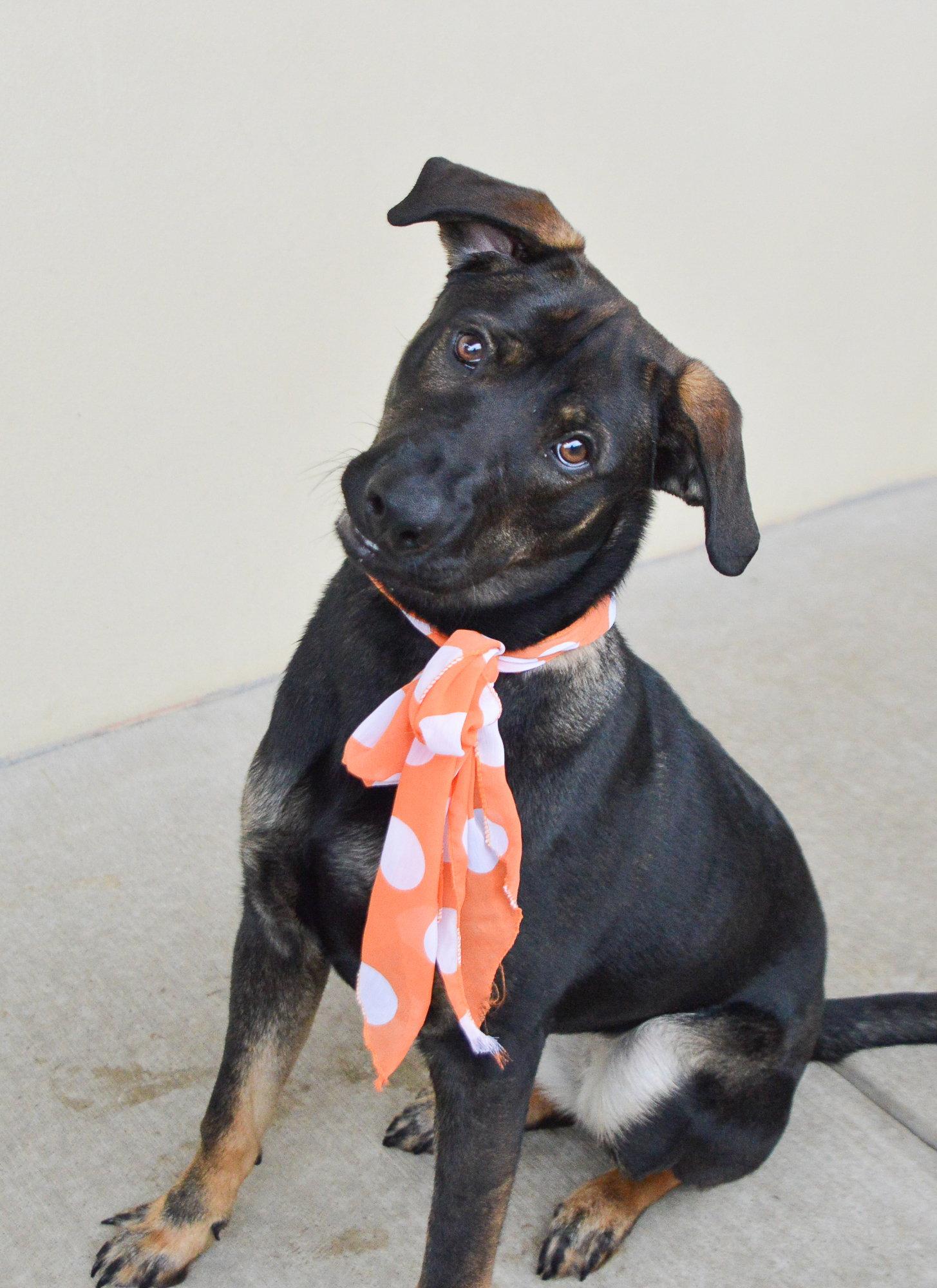 Enlarge Punky Brewster, a Adoptable Shepherd in McKinney, TX image 1/3