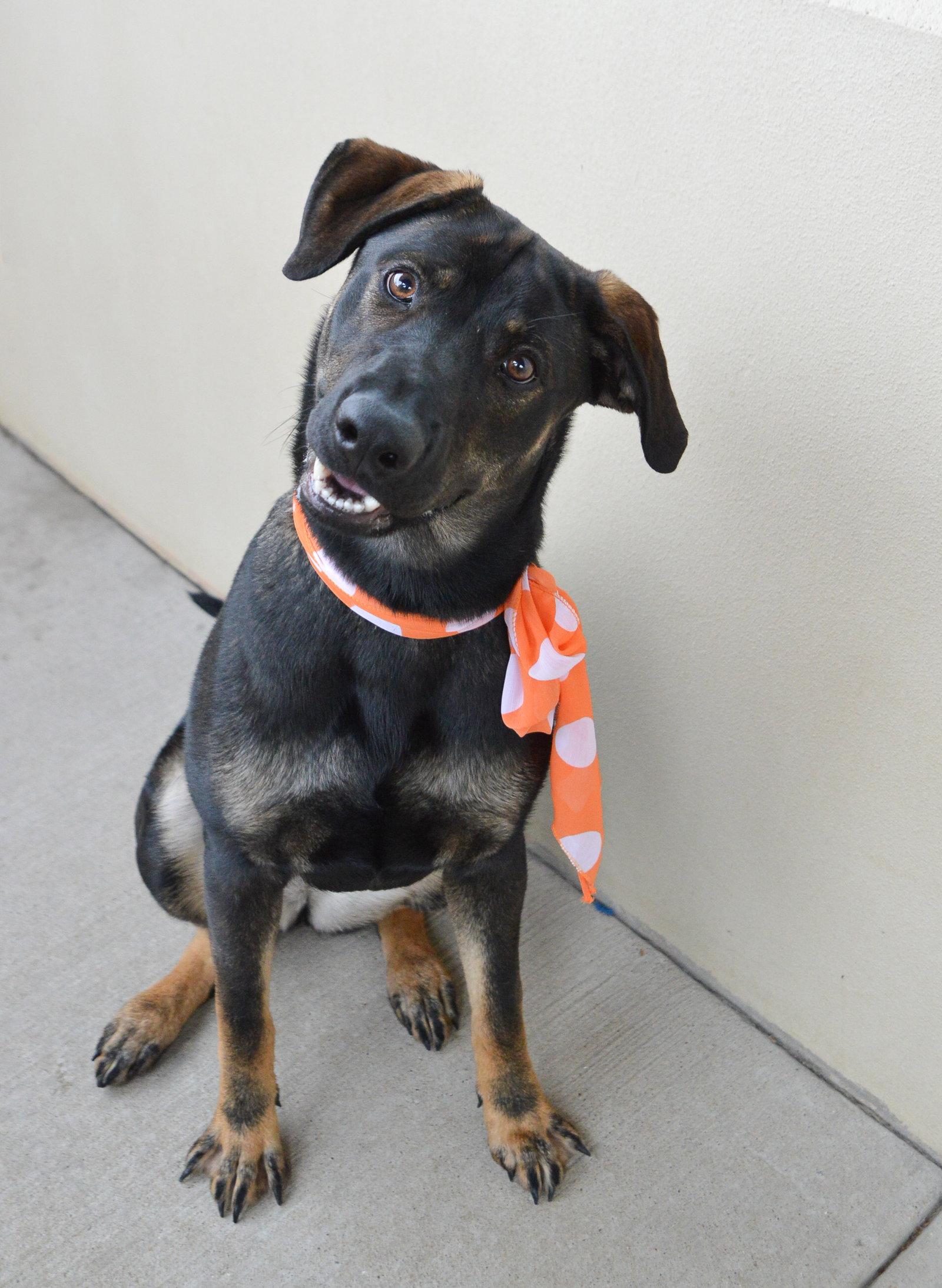 Enlarge Punky Brewster, a Adoptable Shepherd in McKinney, TX image 2/3