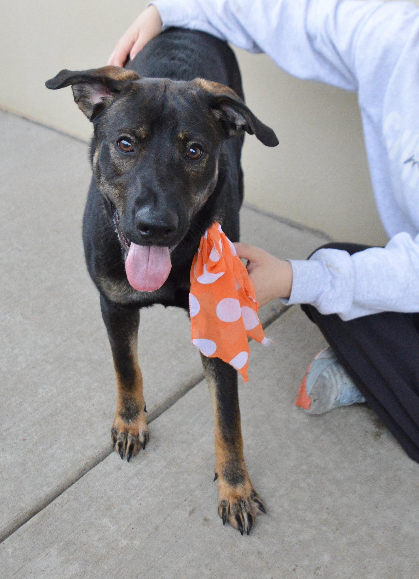 Enlarge Punky Brewster, a Adoptable Shepherd in McKinney, TX image 3/3