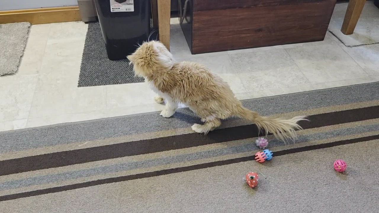 Enlarge Queen Juliana, a ADOPTABLE Persian in Bowdoin, ME video 3/3