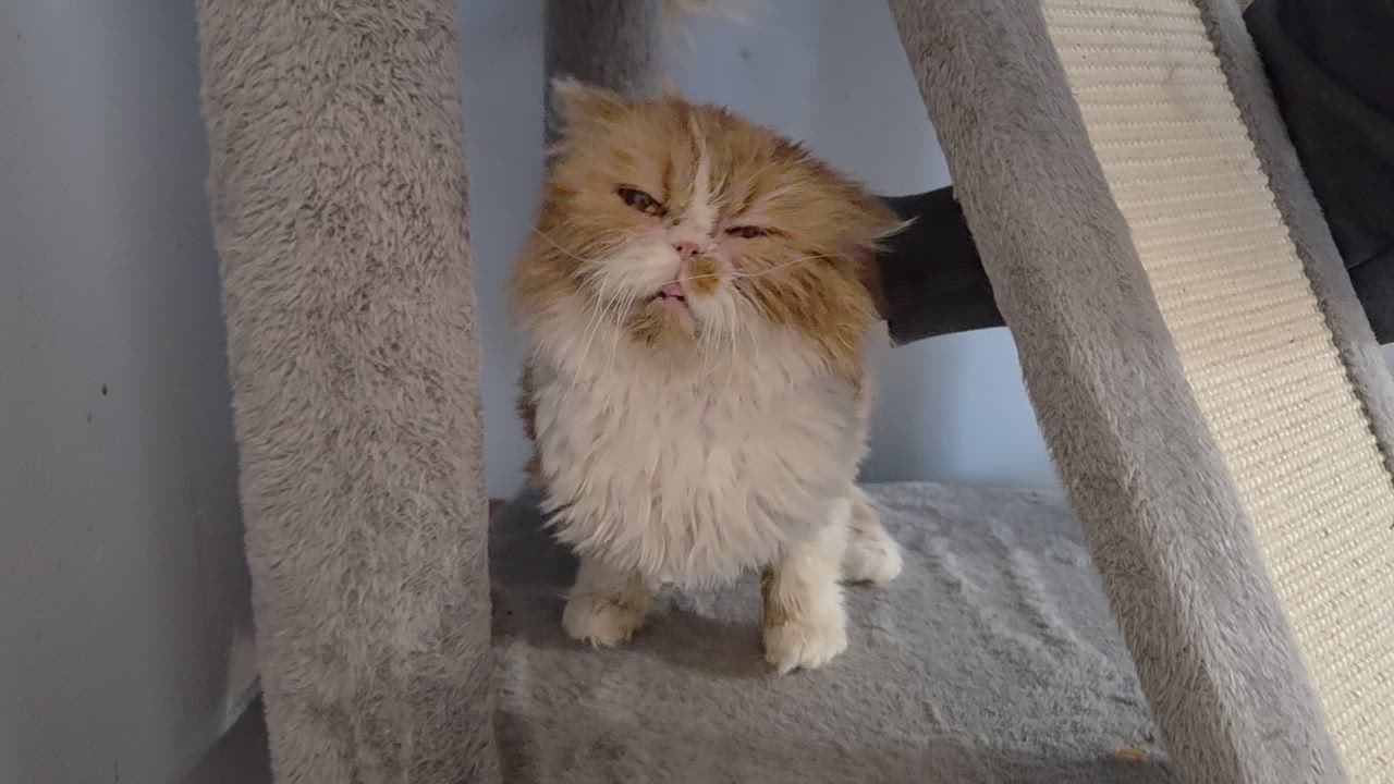 Enlarge Queen Juliana, a ADOPTABLE Persian in Bowdoin, ME video 2/3