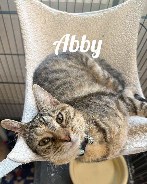 Abby, Adoptable, Young Female Domestic Short Hair.