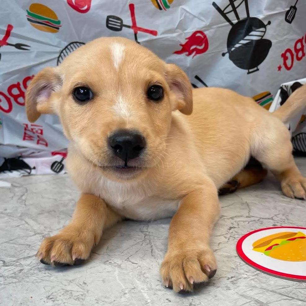 (Event 5/20) Potato Salad, Adoptable, Puppy Female Mixed Breed.