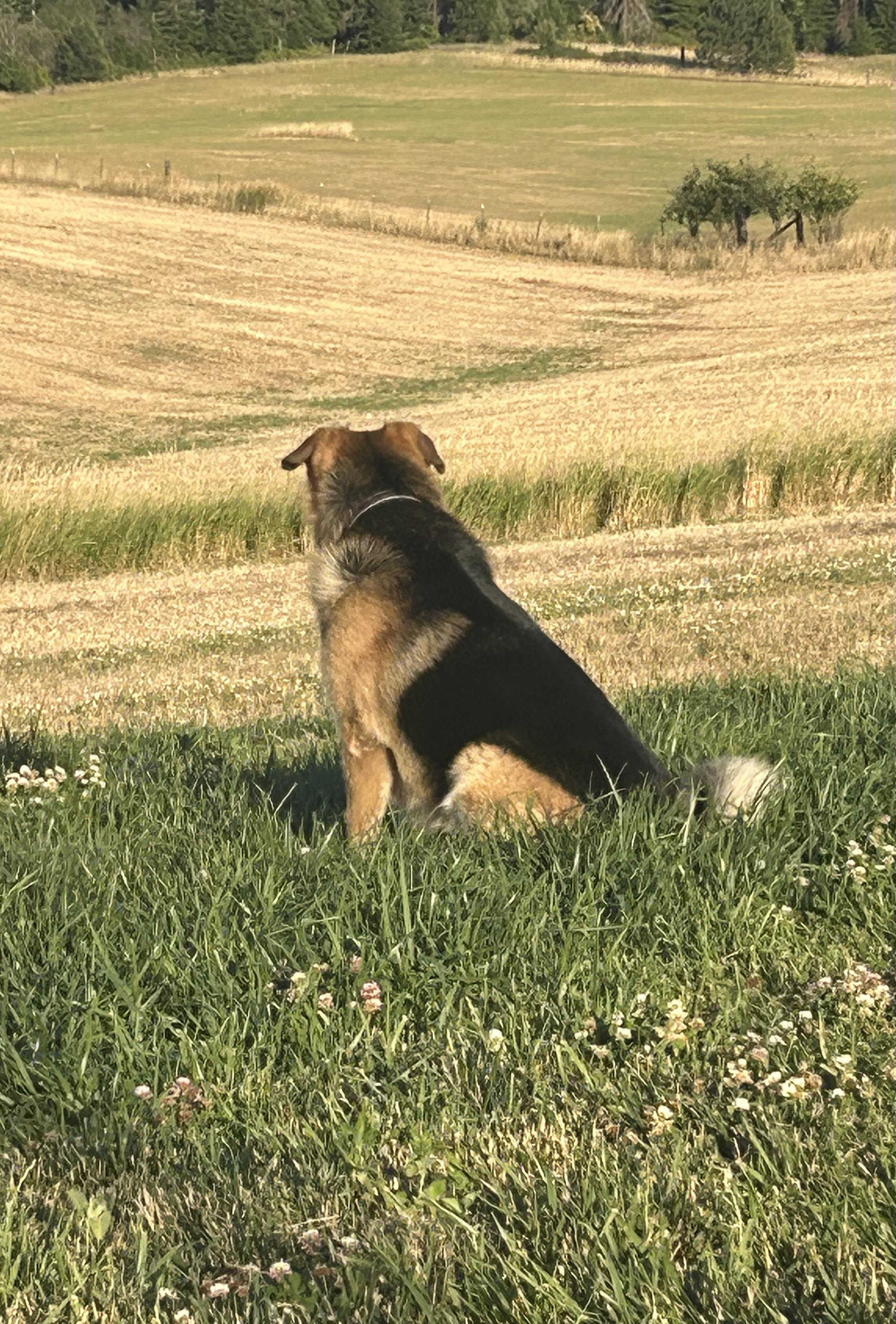 Max, an adoptable German Shepherd Dog in COEUR D ALENE, ID, 83814 | Photo Image 6