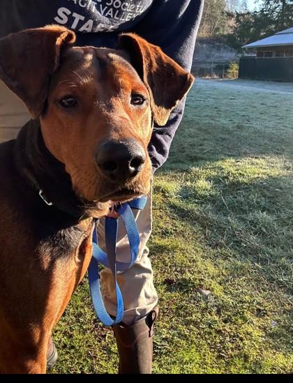 Copper, Adoptable, Puppy Male Hound & Mixed Breed.