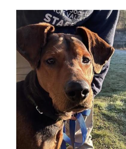 Copper, a Adoptable mixed breed in Burlington, WA image 2/2