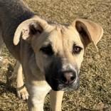 Cosmo, ADOPTABLE, Young Female German Shepherd Dog.