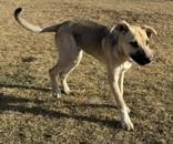 Cosmo, a ADOPTABLE mixed breed in Hamilton, MT image 4/6