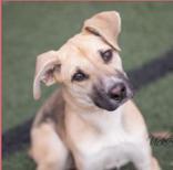 Cosmo, a ADOPTABLE mixed breed in Hamilton, MT image 2/6