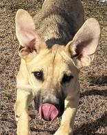 Cosmo, a ADOPTABLE mixed breed in Hamilton, MT image 6/6