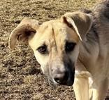 Cosmo, a ADOPTABLE mixed breed in Hamilton, MT image 5/6