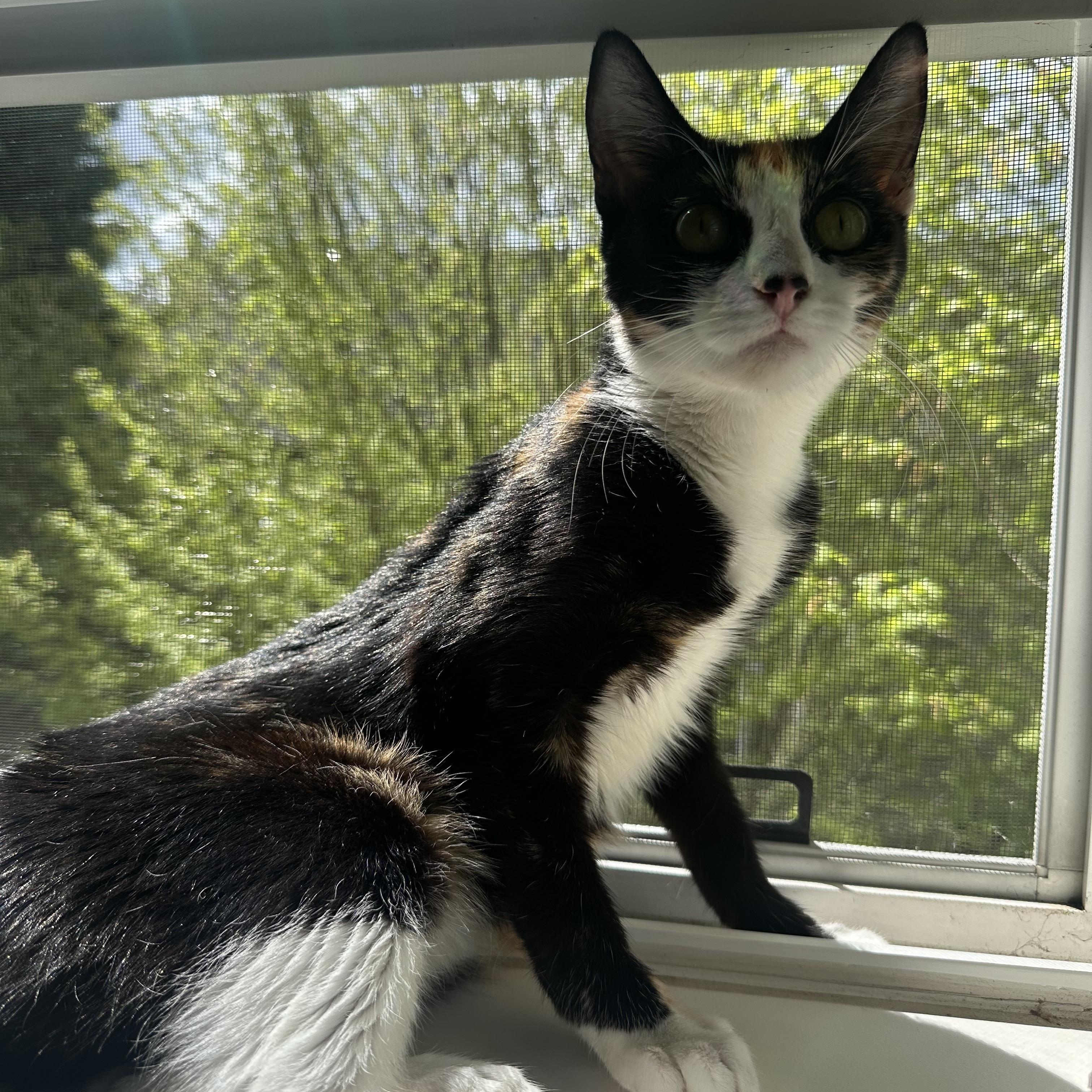 Piglet, an adopted mixed breed in Woodinville, WA image 3/5