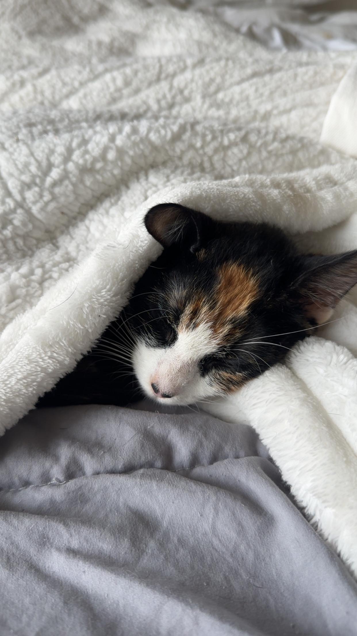 Piglet, an adopted mixed breed in Woodinville, WA image 5/5