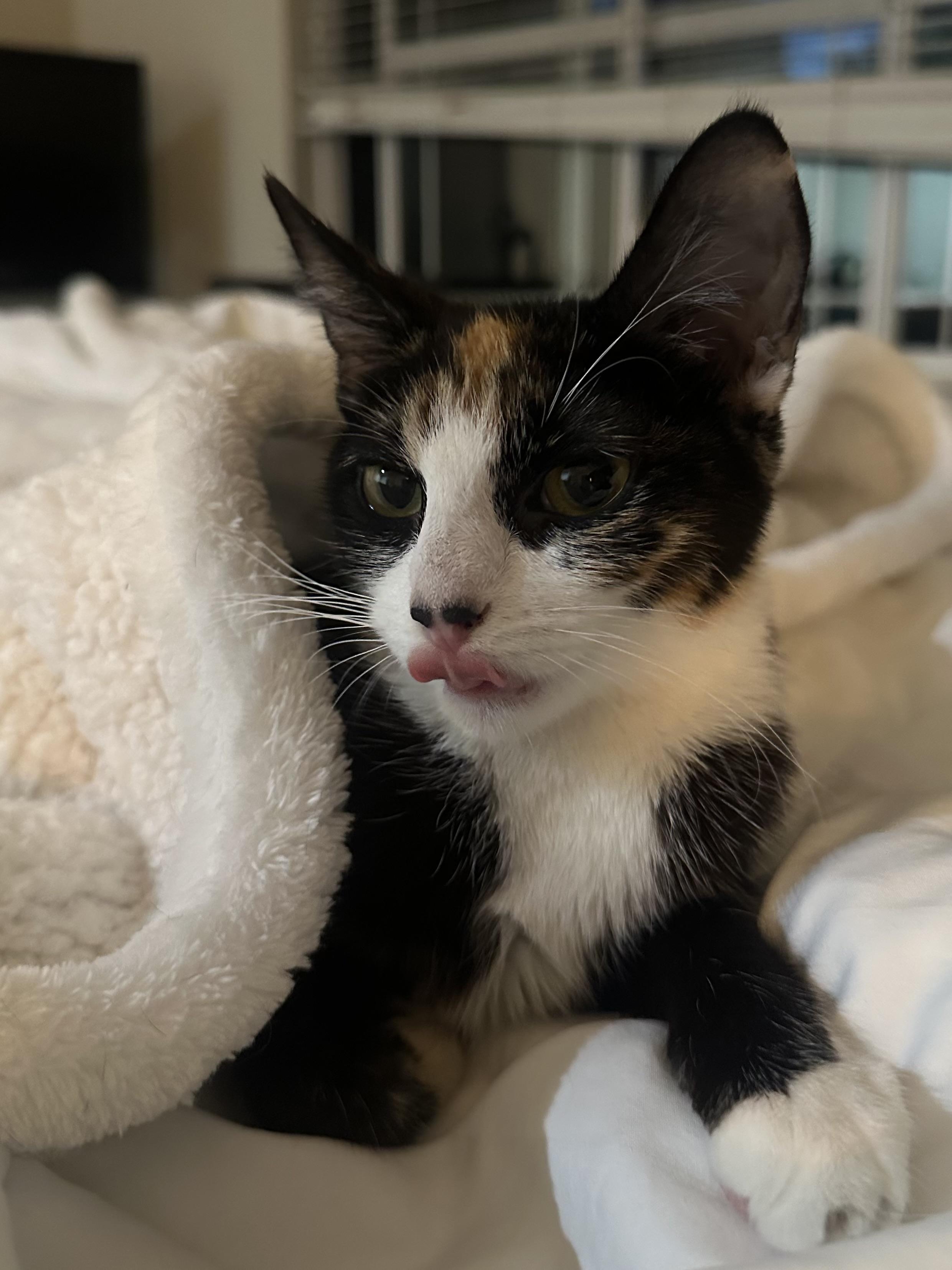 Piglet, an adopted mixed breed in Woodinville, WA image 2/5