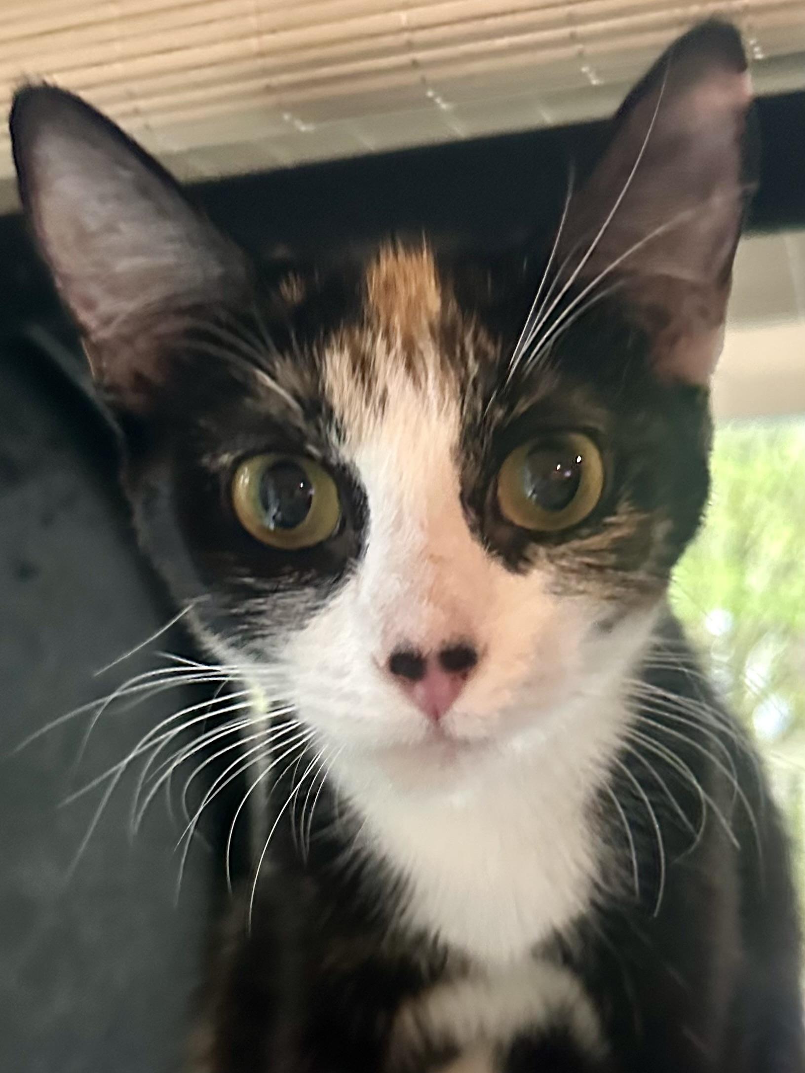 Piglet, adopted, Kitten Female Calico & Tortoiseshell.