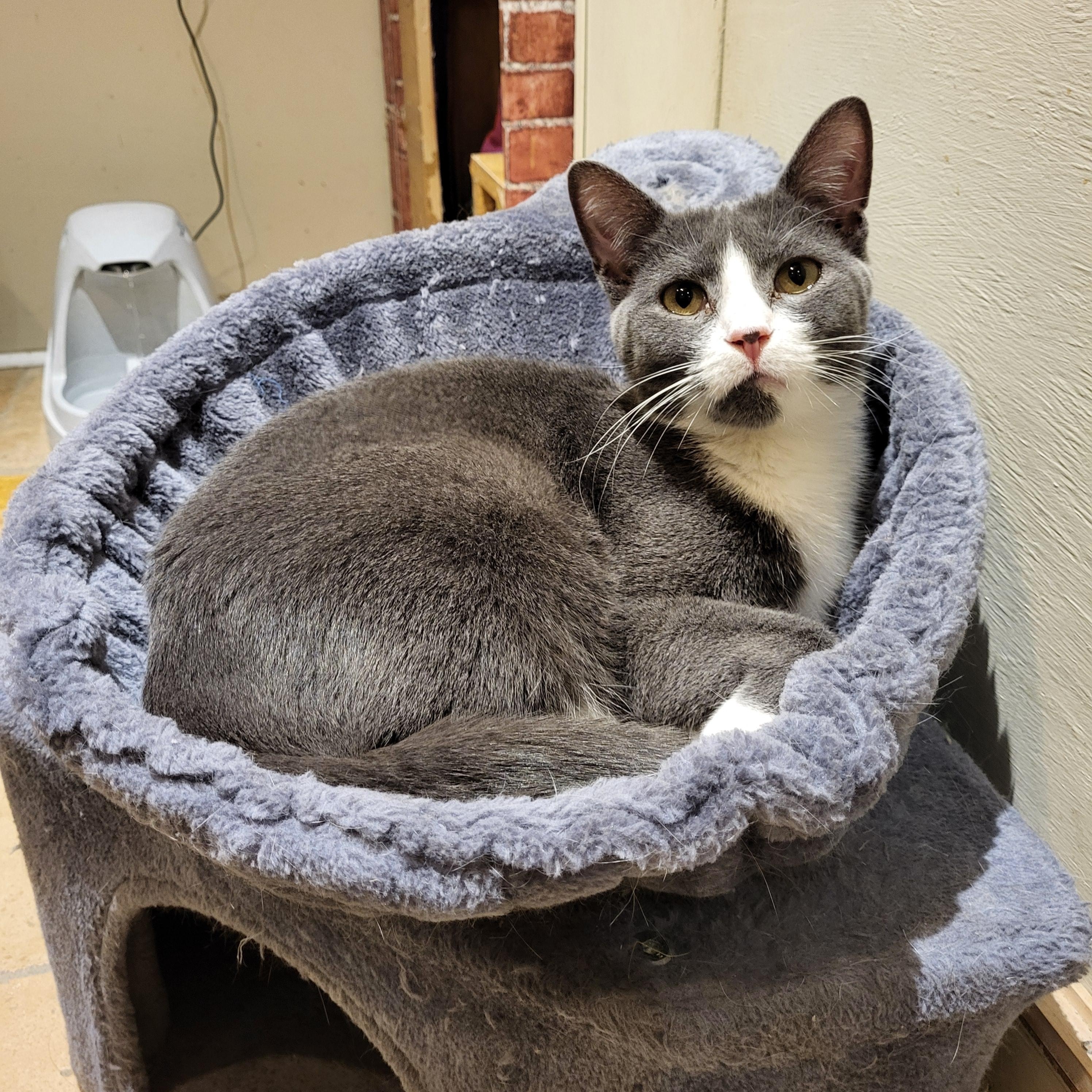 Creed, Adoptable, Young Male Domestic Short Hair.