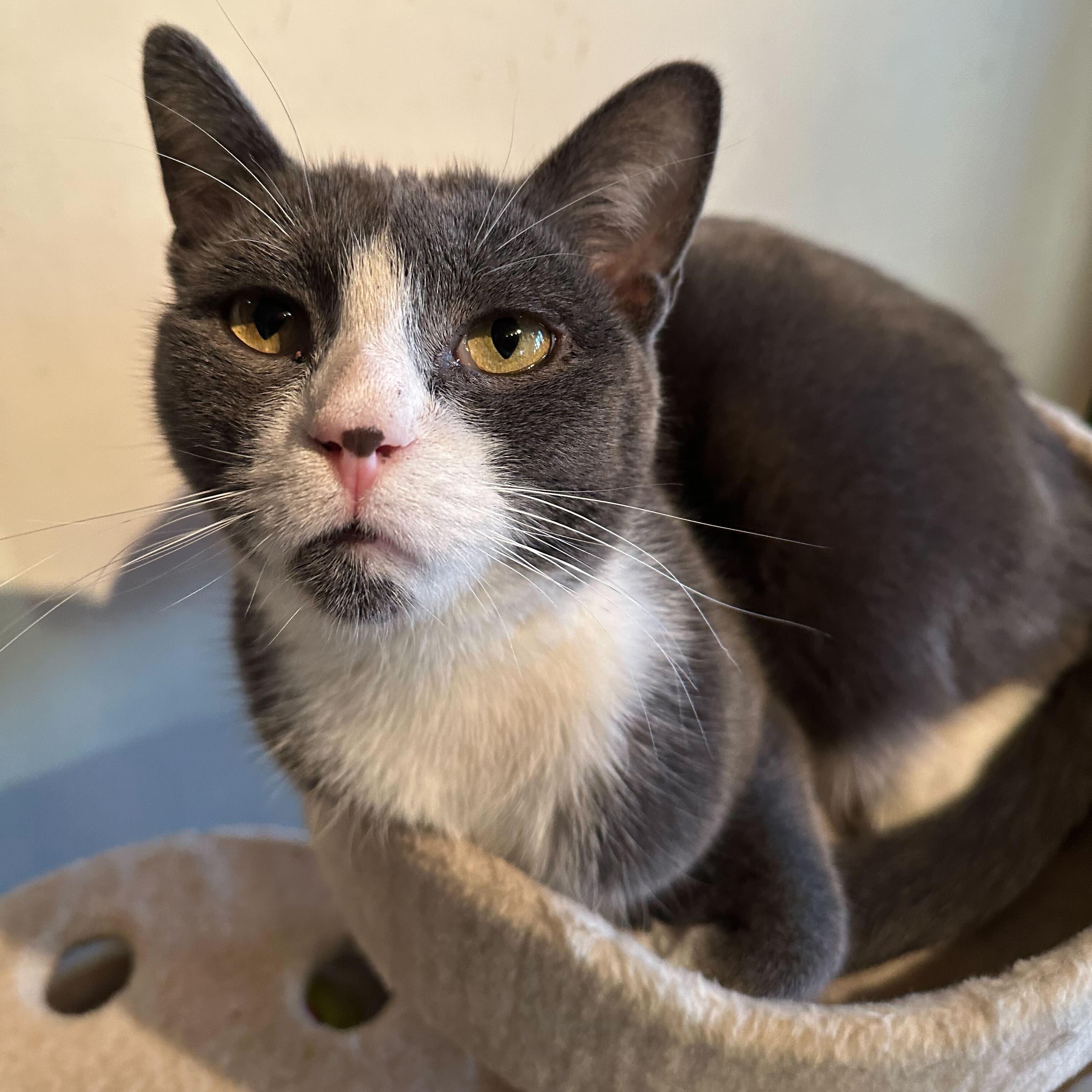 Enlarge Creed (bonded to Kelce), a Adoptable Domestic Short Hair in East Brunswick, NJ image 6/6