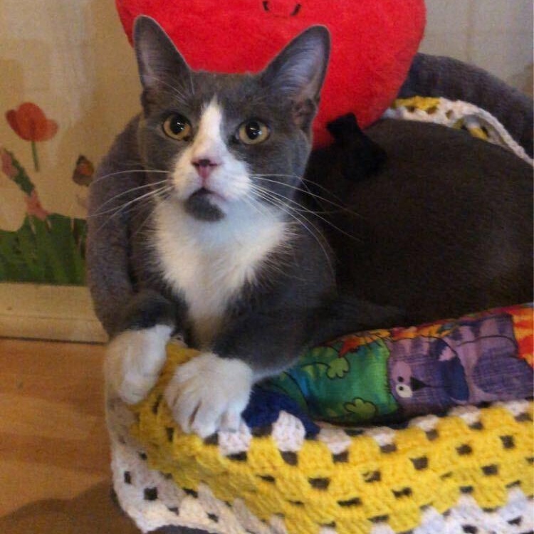 Creed (bonded to Kelce)