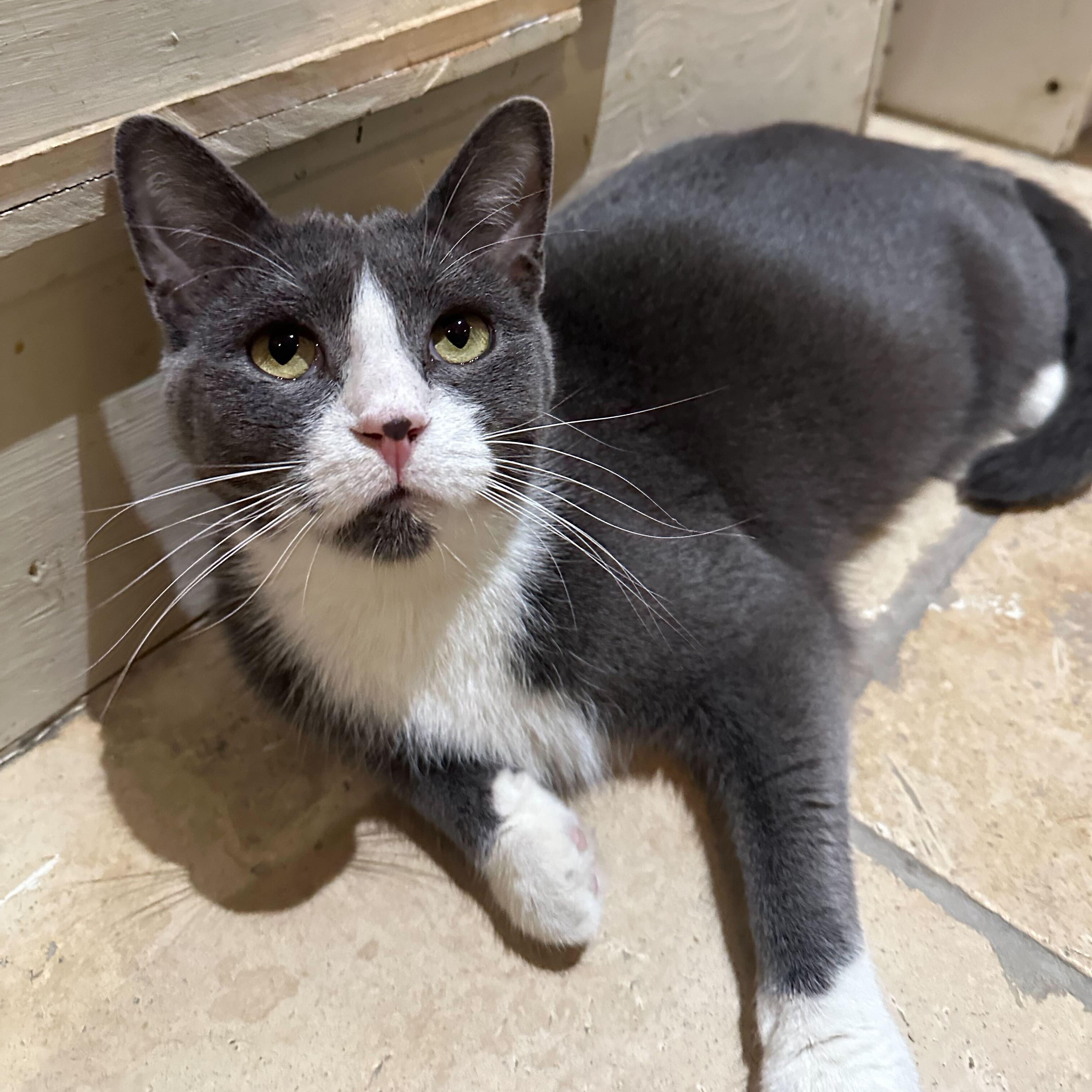 Creed, Adoptable, Young Male Domestic Short Hair.