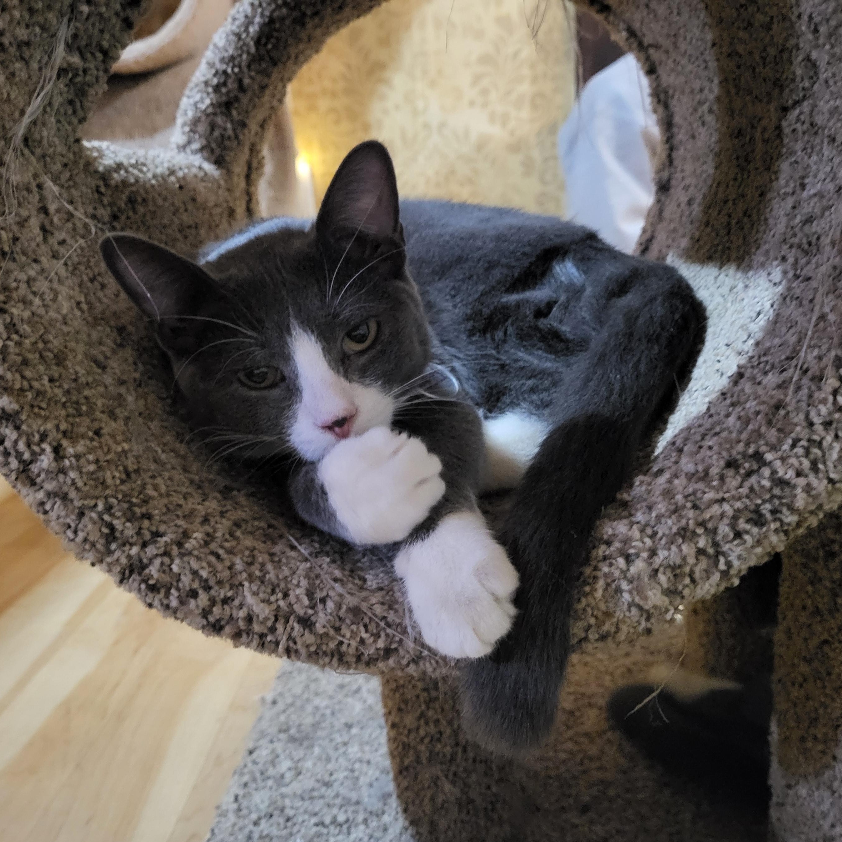 Creed (bonded to Kelce)