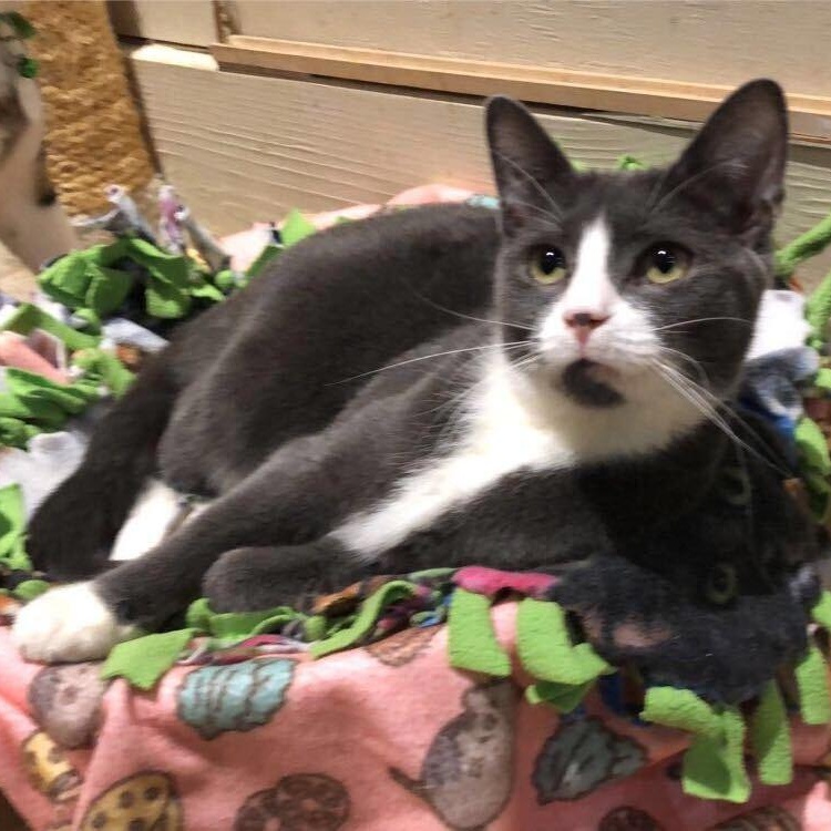 Creed (bonded to Kelce)