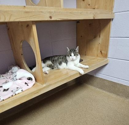 Enlarge Claus, a Adoptable mixed breed in Cumming, GA image 1/2